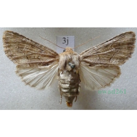 Luperina testacea (Denis & Schiffermüller, 1775) Czech3j
